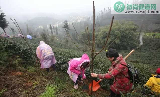 植树节手抄报图片大全 2018