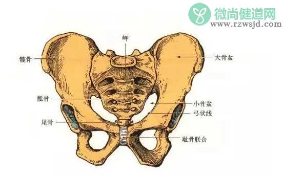 妈妈生完孩子后为什么会有大象腿 妈妈们大象腿怎么形成的2018