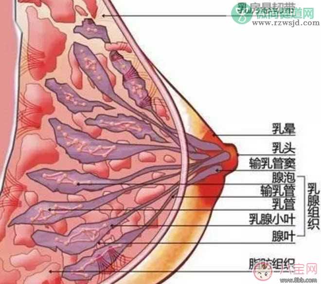 残乳需要排吗 为什么会有残乳(残乳在乳房内会变质吗)