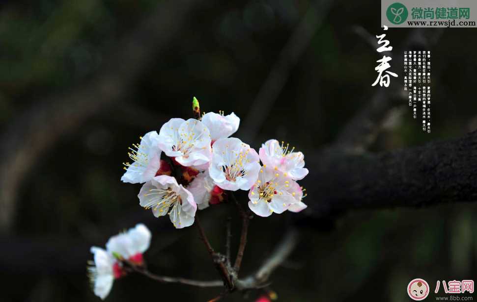 2018今日立春带图素材说说朋友圈    今天立春带字图片说说朋友圈