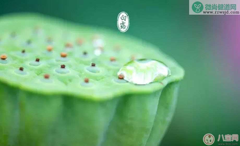 白露节气怎么养生 白露时节有哪些饮食的禁忌