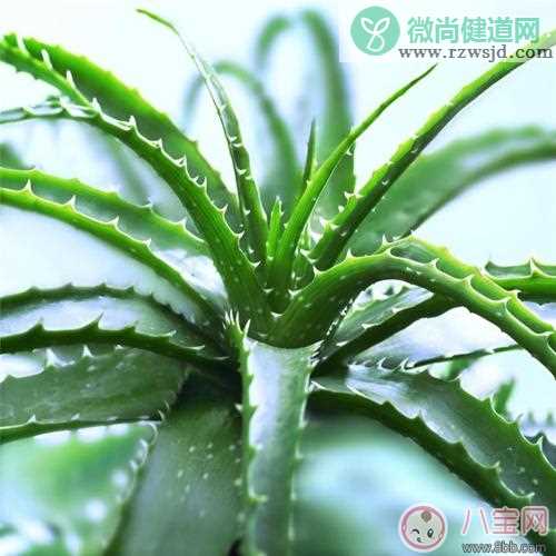 孕期植物美容效果好 教你自己DIY