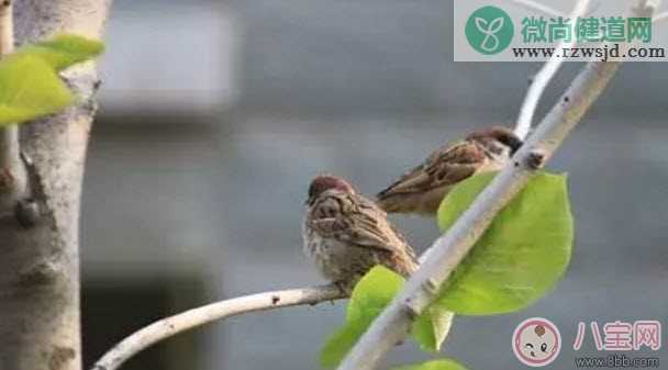 孕妇能吃麻雀肉吗 麻雀肉的