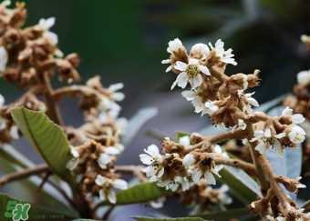 枇杷花孕妇能喝吗？枇杷花孕妇