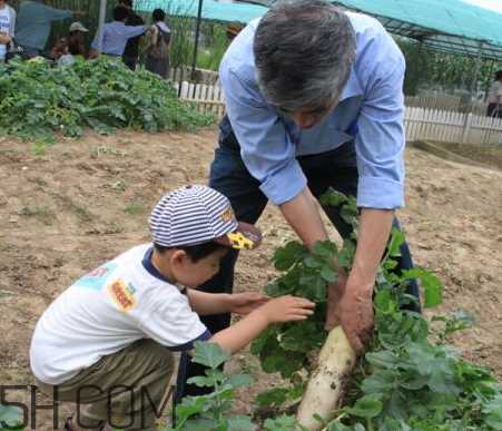 秋后拔萝卜再硬也要碰是什么