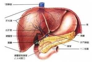 胆囊里的石头从何而来？胆汁形