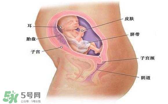 怀孕四个月需要做什么检查？怀孕四个月胎儿图