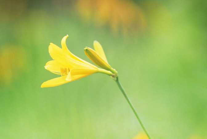 金针花的抗癌功效 黄花菜搭