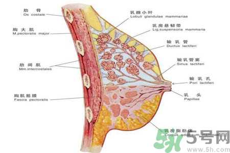 女性胸部按摩的好处有哪些？女