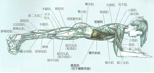 平板支撑能减肚子吗 平板支撑注重塑形而非减脂