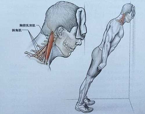 锻炼颈部肌肉的方法 锻炼颈部肌肉的技巧 