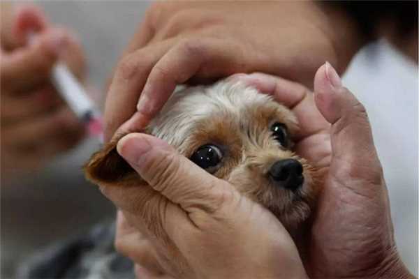 狂犬病发病症状 狂犬病发病