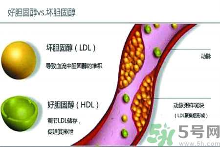 人体中的胆固醇分好坏吗？如何区分胆固醇的好坏？