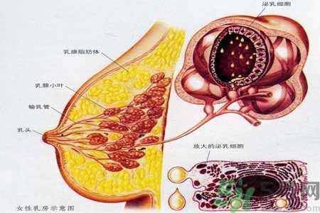 怎样区分乳房包块是良性还是