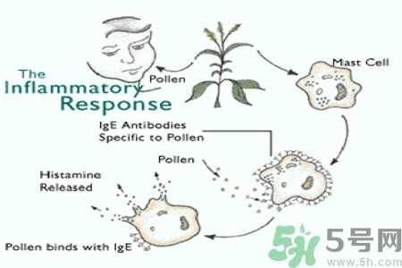 花粉过敏的表现是什么？如何有