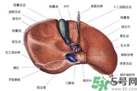 男性护肝的方法有哪些？养肝护肝必吃3大营养素