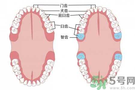 长智齿疼痛怎么办？长智齿牙龈肿了怎么办？