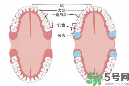 智齿横着长怎么办？智齿横着长一定要拔了吗？