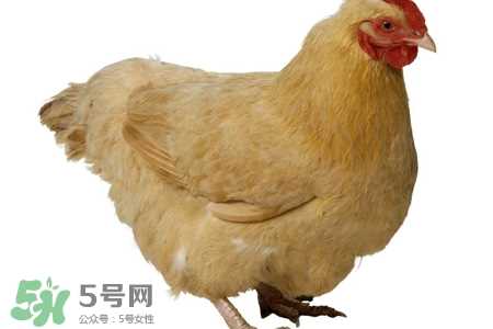 h7n9禽流感可以治愈吗？禽流感能治好吗？