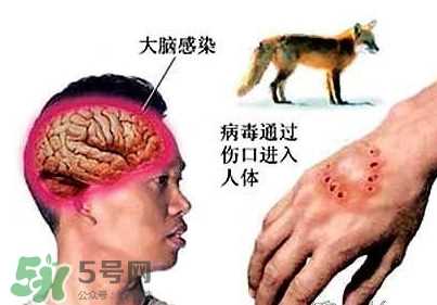 狂犬病是通过什么传播的？狂犬病传播途径有哪些