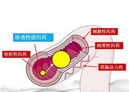 泻药吃了多久后开始排便？