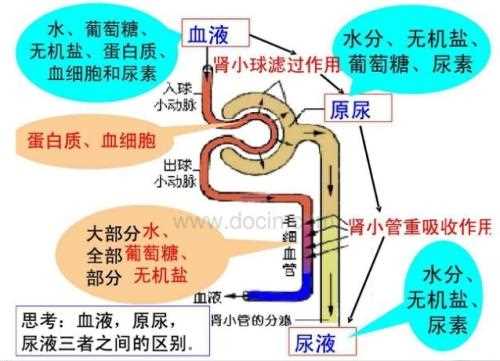 人体中含有尿素吗 尿素过高有什么影响