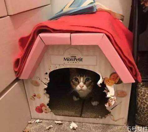 做了猫窝流浪猫会住吗 如何