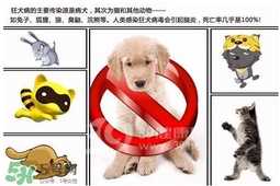 狂犬病是通过什么传播的？狂犬病传播途径有哪些