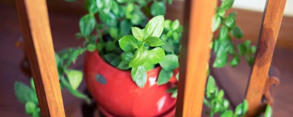 女人梦见植物长势很好什么意思