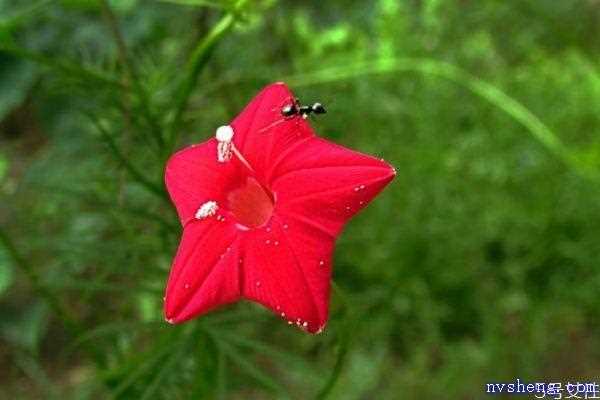 五星花的花语是什么呢 五星花的种植有什么注意的呢