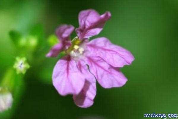 萼距花的花语是什么呢 萼距花的种植有什么注意的呢