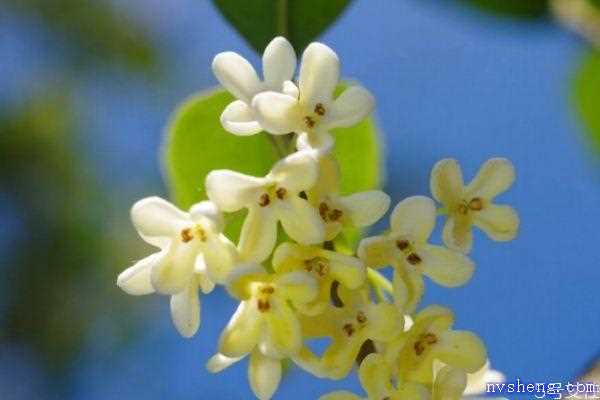 桂花的花语是什么呢 桂花的生长环境是怎么样的呢