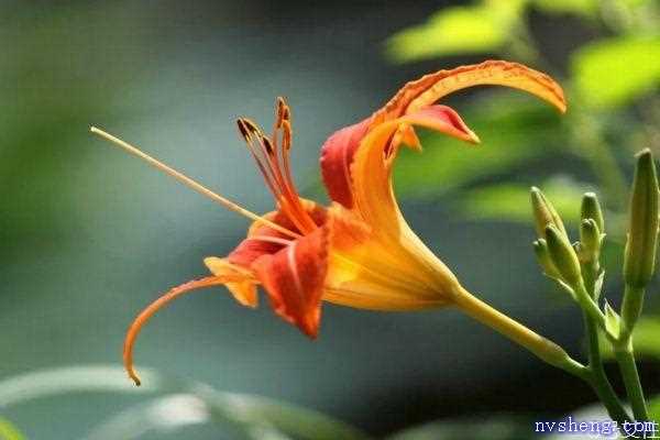 萱草的花语是什么呢 萱草种植需要注意什么呢