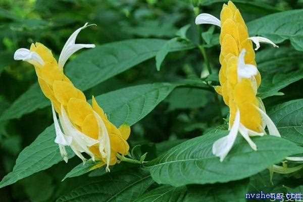 金苞花的花语是什么呢 金苞花的种植有什么注意的呢