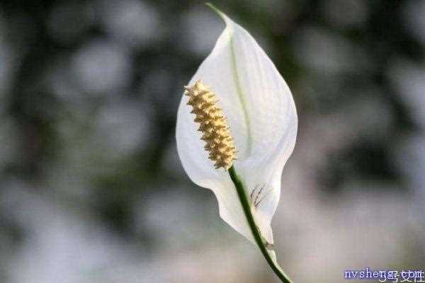 白鹤芋的花语是什么呢 白鹤芋的种植有什么注意的呢