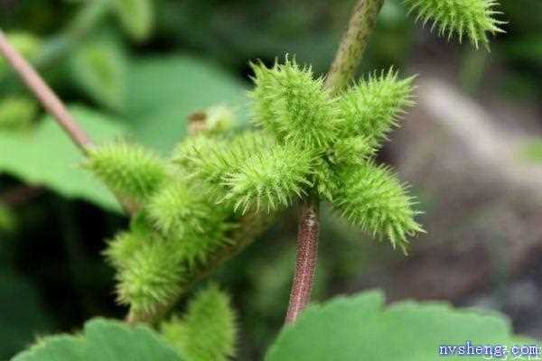 苍耳是一种什么植物呢 苍耳有什么作用呢