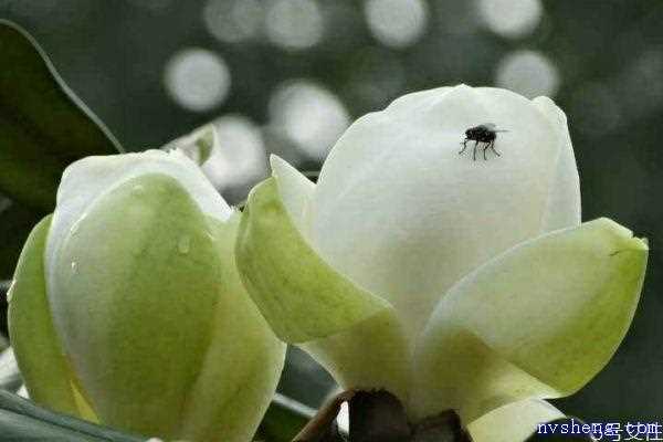 广玉兰的花期是什么时候呢 广玉兰应该怎么种植呢