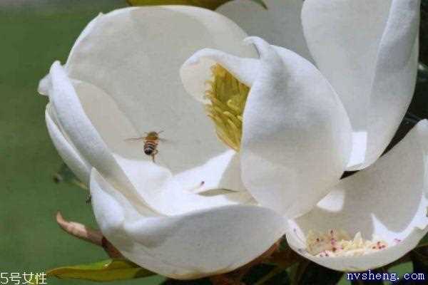 玉兰是怎么样的植物呢 玉兰花有什么作用呢