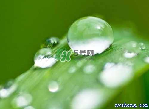 白露可以种什么菜？白露过后能种植什么蔬菜？