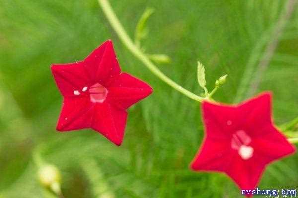 五星花的花语是什么呢 五星花的种植有什么注意的呢