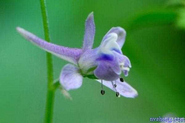 翠雀花的花语是什么呢 翠雀花的种植有什么注意的呢