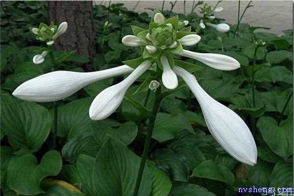 玉簪花是一种什么植物呢 玉簪花有什么作用呢