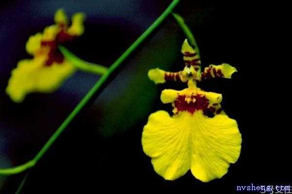 文心兰的花语是什么呢 文心兰种植需要注意什么呢