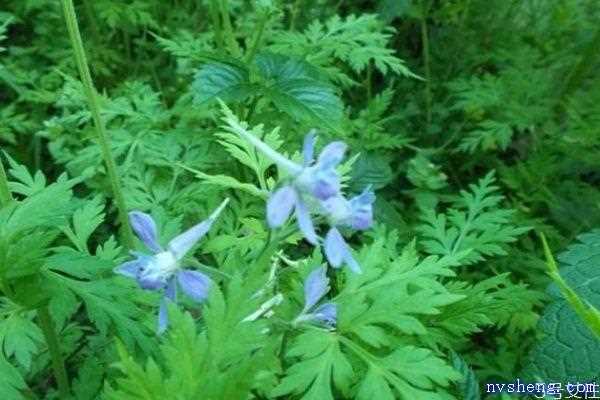 还亮草的花语是什么呢 还亮草的病虫害防治怎么弄呢