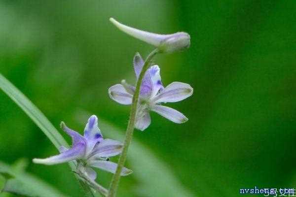 翠雀花的花语是什么呢 翠雀花的种植有什么注意的呢