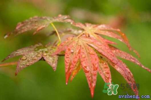 2017处暑会下雨吗？处暑会下雨