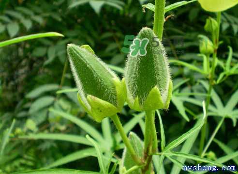 八月份可以种秋葵吗？8月份能