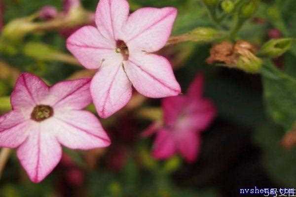 花烟草的花语是什么呢 花烟