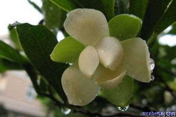 夜合花的花语是什么呢 夜合花的种植有什么注意的呢