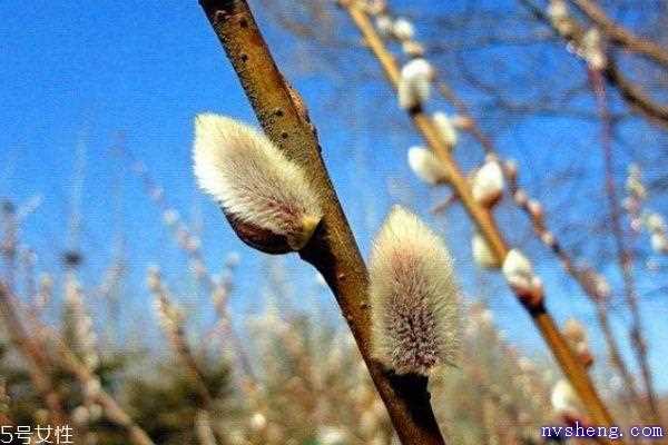 什么是银芽柳呢 银芽柳有什么作用呢